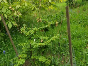 Enkianthus chinensis