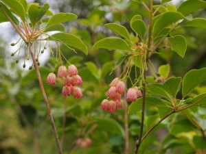 Enkianthus chinensis