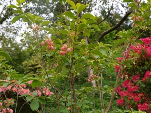 Enkianthus chinensis