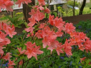 Azalea mollis ‘Apple Blossom’