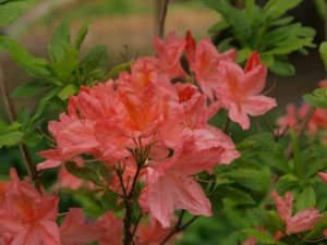 Azalea mollis ‘Apple Blossom’