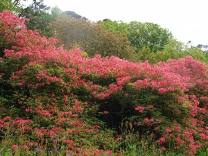 pink with colours