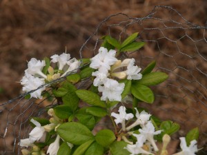 Rhododendron quinquefolium ‘Fire Arrows’