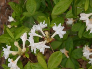 Rhododendron quinquefolium ‘Fire Arrows’