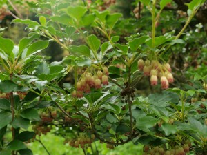 Enkianthus deflexus