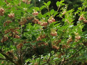 Enkianthus deflexus