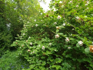 Magnolia sieboldii