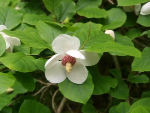 Magnolia sieboldii