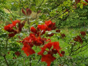 Azalea 'Fireball'