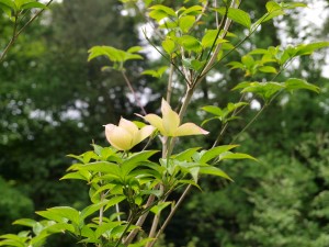 Cornus florida ‘Milky Way’