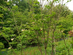 Cornus florida ‘Milky Way’