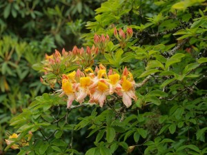 Azalea yellow and pink on drive