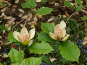 Magnolia x brooklynensis ‘Hattie Carthan’