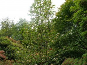 Magnolia x brooklynensis ‘Hattie Carthan’