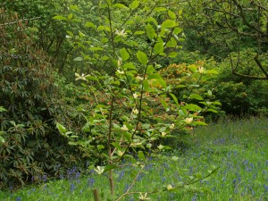 Magnolia ‘Tranquillity’