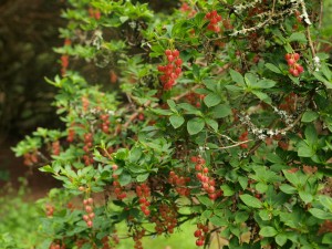 Enkianthus cernuus rubens