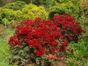 Rhodie didymum cross