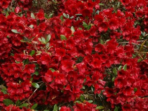 Rhodie didymum cross