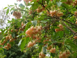 Enkianthus enormous flowers