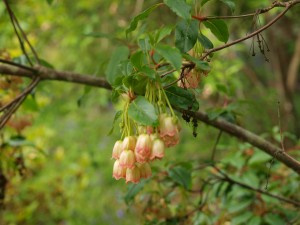 Enkianthus enormous flowers