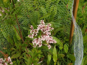 Syringa yunnanense