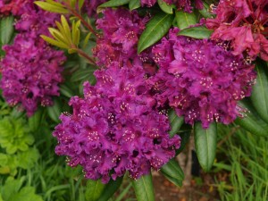 Rhododendron ‘Glendoick Velvet’