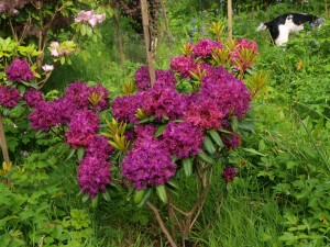 Rhododendron ‘Glendoick Velvet’