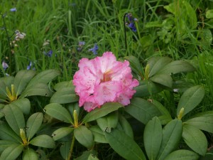 Rhododendron ‘Poleris’