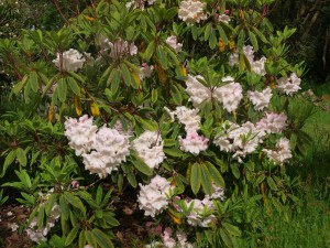 Rhododendron loderi 'Topaz'