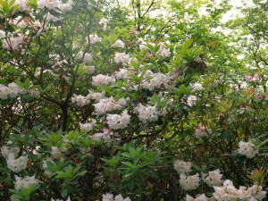 Rhododendron decorums