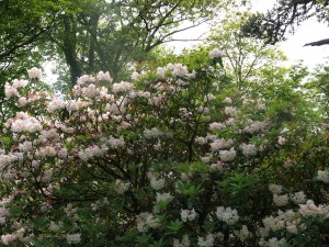 Rhododendron decorums