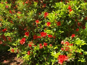 Azalea kaempferi