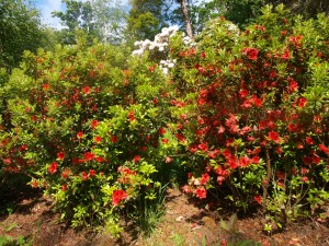 Azalea kaempferi