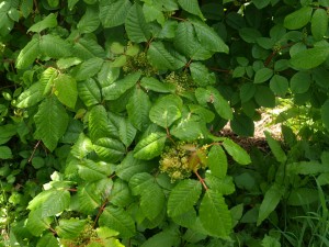 Rhus ambigua