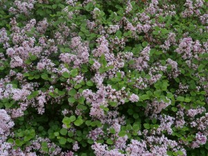 Syringa microphylla ‘Superba’