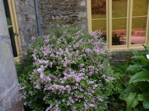 Syringa microphylla ‘Superba’