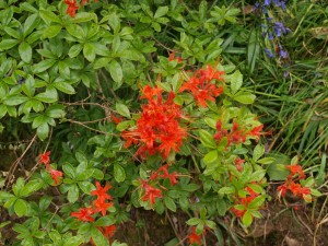 Rhododendron prinophyllums