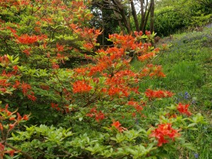 Rhododendron prinophyllums