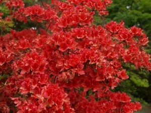 Azalea carpeted