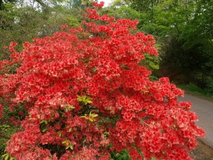 Azalea carpeted