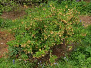 Enkianthus chinensis