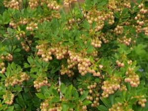 Enkianthus chinensis