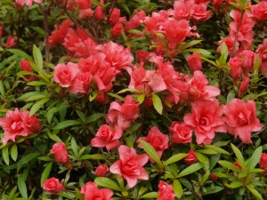 Azalea ‘Bungo-nishiki’