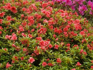 Azalea ‘Bungo-nishiki’