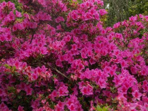 Azalea 'Purple Triumph'