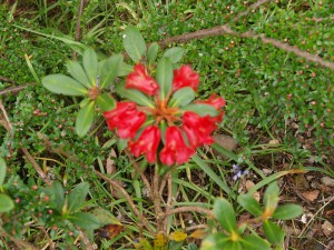 Rhododendron haematodes