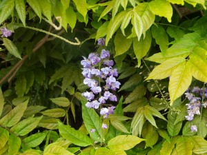 Wisteria ‘Black Dragon’