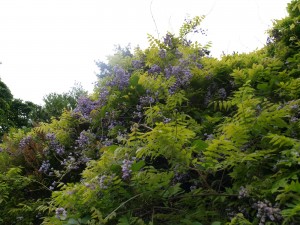 Wisteria ‘Black Dragon’