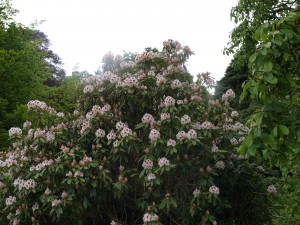 Rhododendron ‘Sappho’