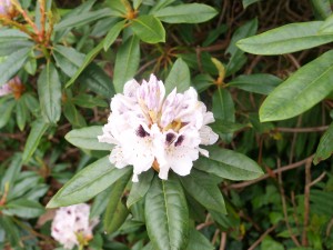 Rhododendron ‘Sappho’